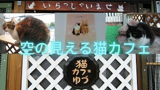 空の見える猫カフェ 猫カフェ ゆづ 埼玉県羽生市 Youtube 空の見える猫カフェ 猫カフェ ゆづ 埼玉県羽生市 Youtube