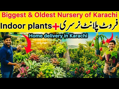Fruit Plant🌱Nursery in Karachi || Wholesale Nursery in Karachi || Best House Plants || Indoor plants