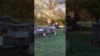 This Beehive Has a Problem!!!! 😉