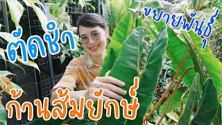 ตัดชำก้านส้ม อายุ 2 ปี ทำอย่างไร??