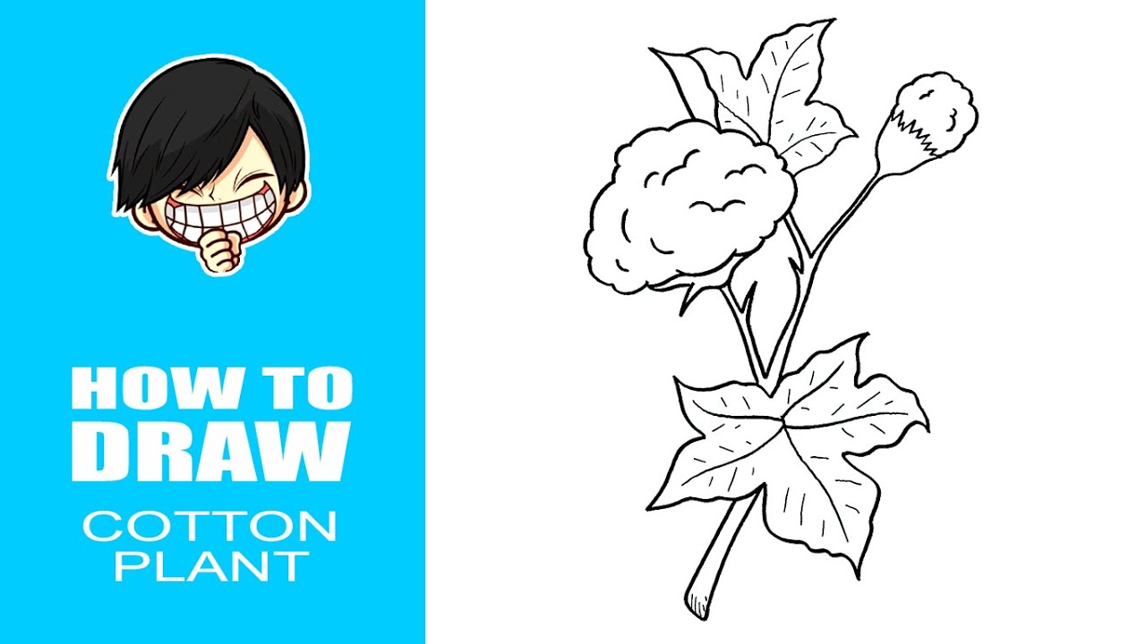 Vector illustration, cotton plant, with cotton balls and leaves, vector  isolated. 15299317 Vector Art at Vecteezy
