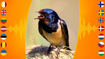 Bird Sounds: Barn Swallow