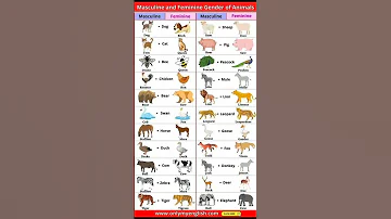 Masculine And Feminine Gender Of Animals English Vocabulary Shorts 