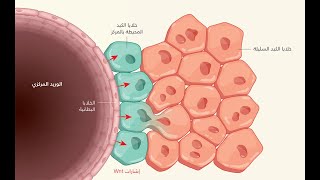 تحليل انزيمات الكبد : ALT , AST , ALP , GGT
