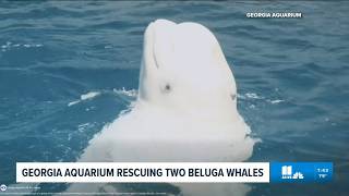 Georgia Aquarium rescuing two new beluga whales
