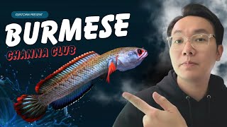 EP83: Burmese Channa Club သို့အလည်တစ်ခေါက်