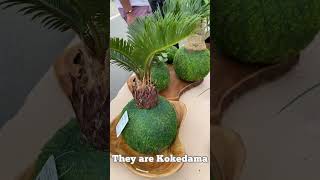 Have you ever seen plants like this? #kokedama #苔玉 #苔玉球 #plants