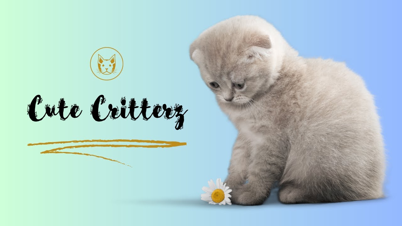 Cute & Funny Animals Moments That Will Make Your Day - YouTube