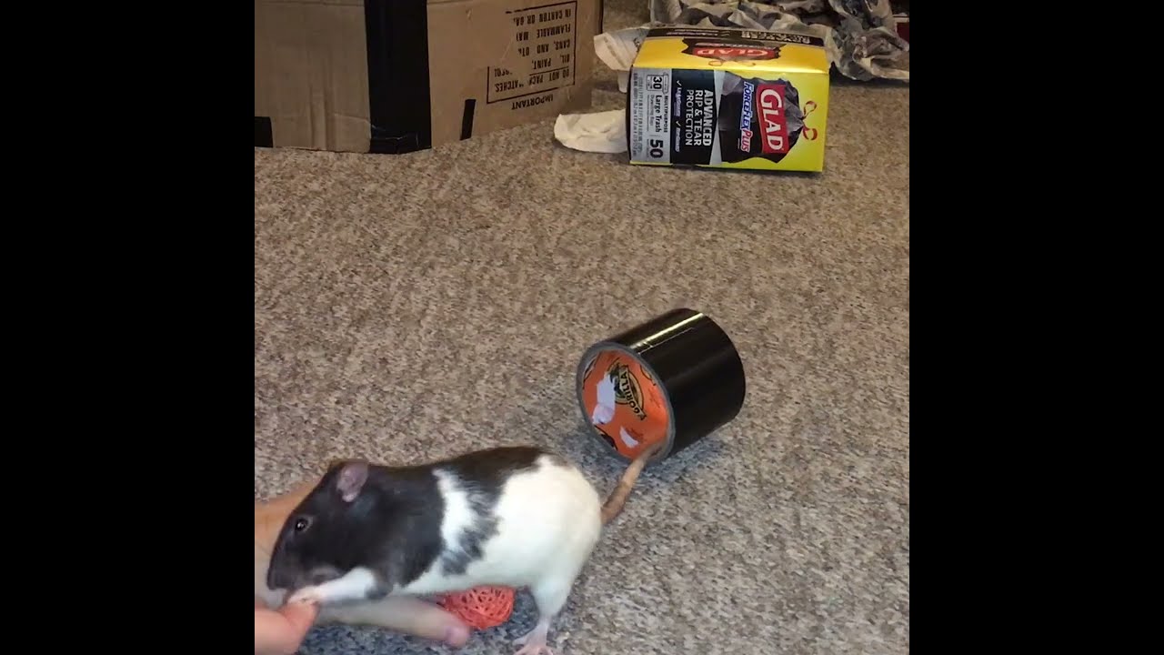 My pet rat Oreo fetching a ball through a hoop! shorts YouTube