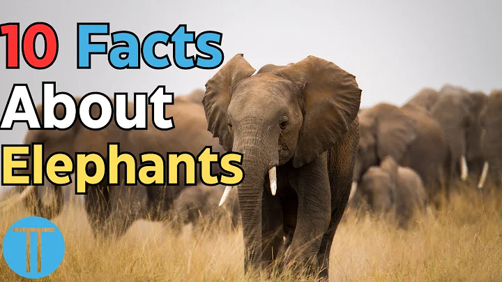 10 Fascinating Facts About Elephants | Facts No Less
