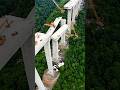 🚧 High Bridge Collapses Mid-Construction! Engineers Stunned by Structural Failure 😱#Construction