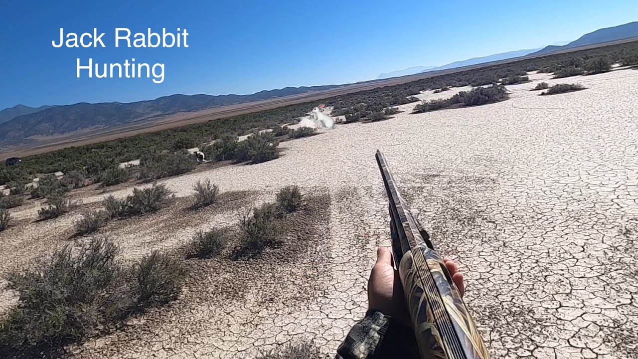 Hunting Jack Rabbits YouTube