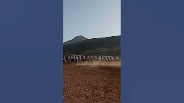 شد عود امول العود موسم التبوريدة تخصايت المغرب 