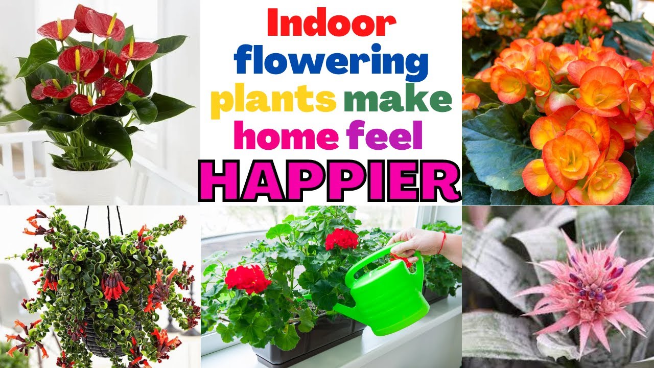 10 of the Most Beautiful Indoor Flowering Plants