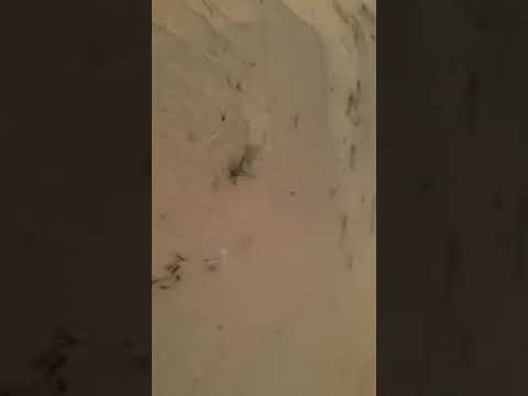 قال اهب وطاح الحصان العين حق