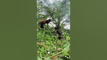 Harvesting cassava part 766 #shorts #farming #cassava #nature  #cassavaroots #cassavafarming