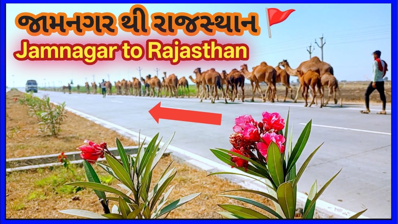 જામનગર થી રાજસ્થાન 🚩 ઊંટનો અનોખો સફર | Camel Journey Jamnagar to Rajasthan
