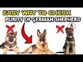 How To Check Purity OF German Shepherd / In Hindi / easy way to check purity of German shepherd