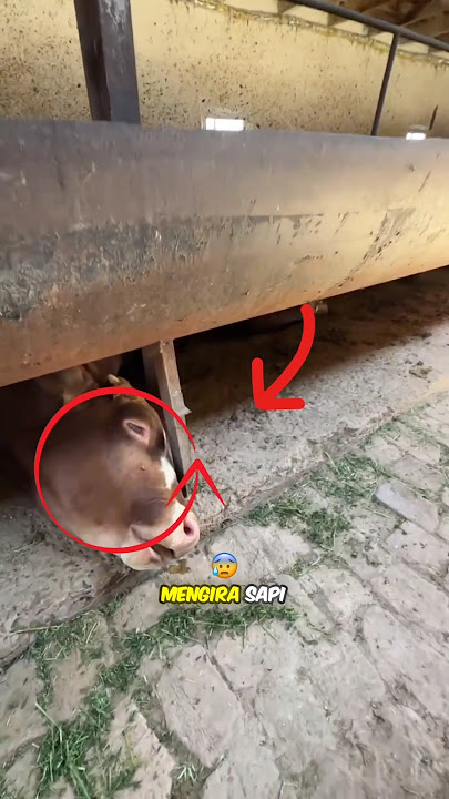 sapi ini sudah mati?😰😰😰#sapi#fypp #sapi