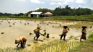 SUASANA PEDESAAN PEMANDANGAN SAWAH DAN GUNUNG SUASANA PEDESAAN PEMANDANGAN SAWAH DAN GUNUNG
