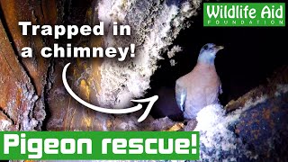 Trapped pigeon gets freed from a chimney! (Animal rescue)