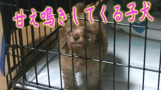 生後3か月の子犬が甘え鳴きしてくる【トイプードル】