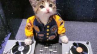 Bounce Little Kitty / House music
