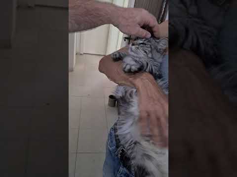 וִידֵאוֹ: מיין קון חתול גזע חתול גזע היפואלרגני, בריאות ותוחלת חיים