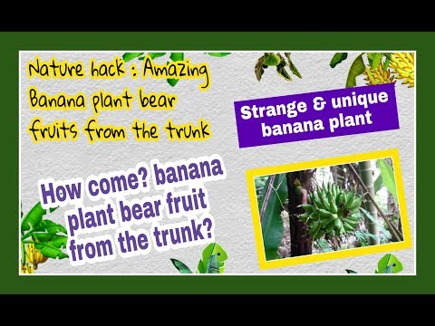 ვიდეო: ჯაბოთიბა - მცენარე, რომელსაც აქვს ხილი მაგისტრალზე