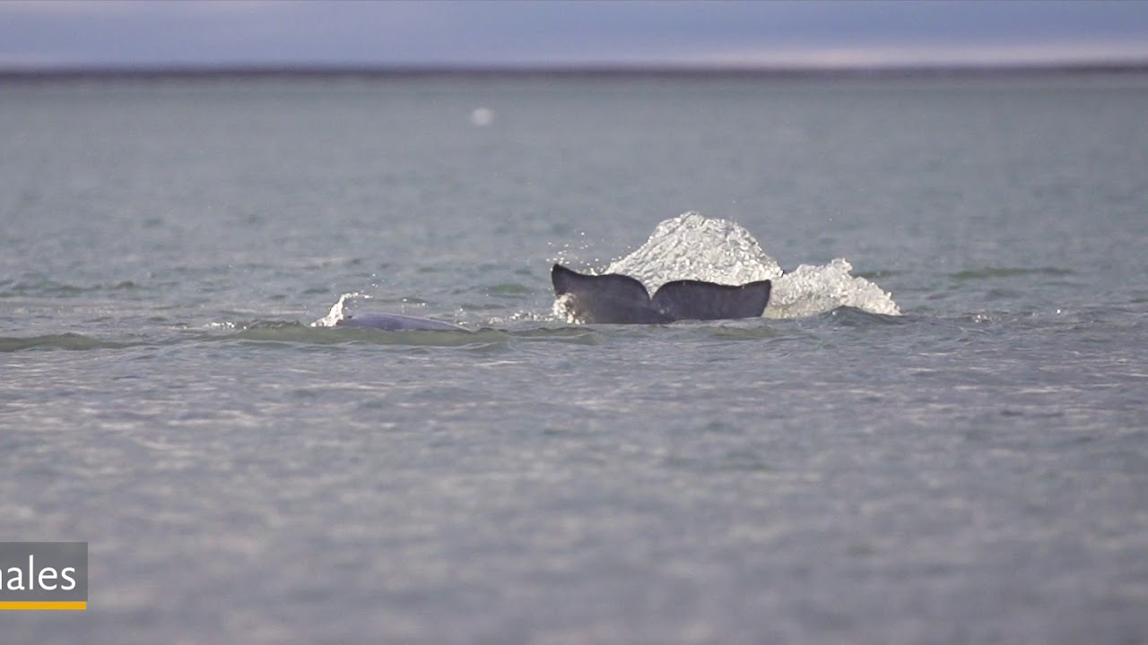 【動画】スピッツベルゲン島の野生生物／北極観光