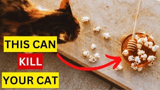 10 Dangerous Foods Your Cat Should Never Eat