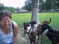 The Talking Goat
