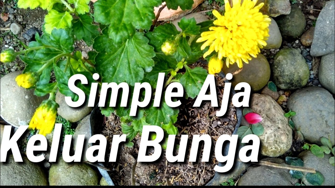  Tips  Merawat  Bunga  Krisan  Agar Subur Dan  Berbunga YouTube