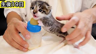 【保護猫】ミルクをおねだりする生後日目の赤ちゃん子猫。