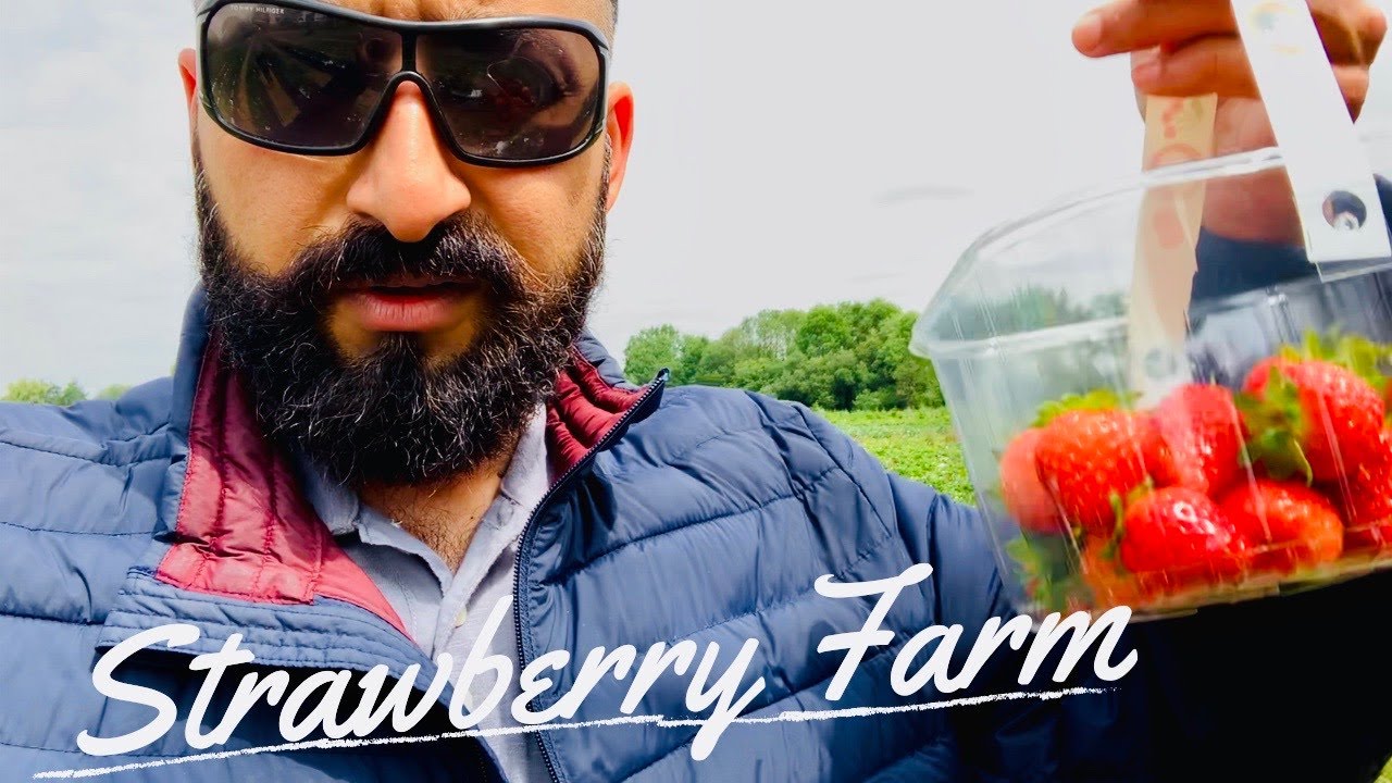 Visit to a Strawberry Farm Pick Your Own Fruit Great Business