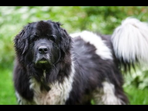 landseer dog breed