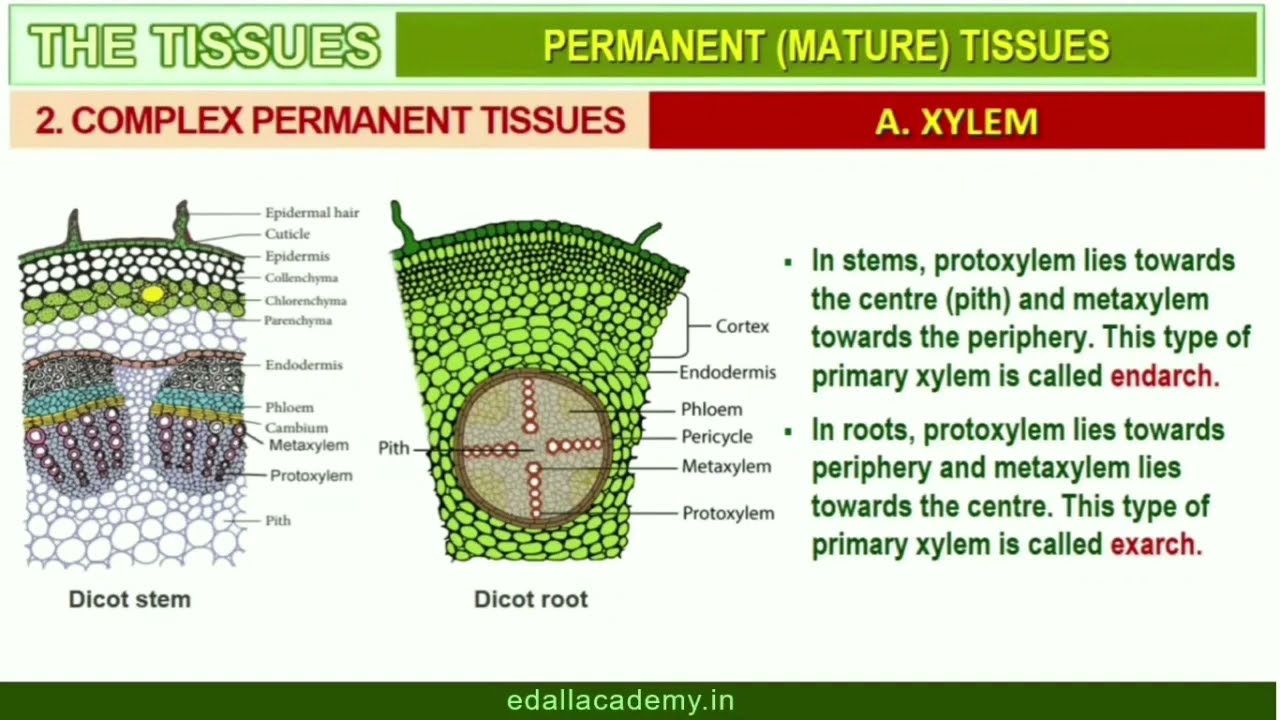 Simple Complex Tissue Complex Tissues In Plant