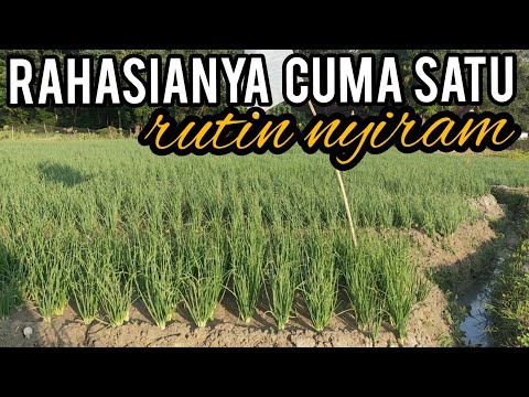 Video: Apa Hubungannya Dengan Tanaman Bawang