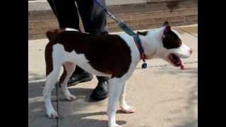 Augusten-Available At The Humane Society Of Missouri