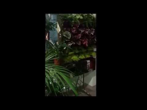Вертикальное озеленение