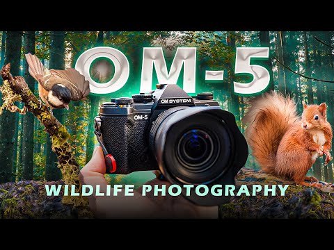 OM System OM-5 for Wildlife Photography