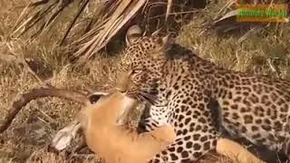 Baboon save impala from leopard