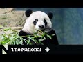 Washington, D.C., Zoo loses giant pandas to sour China-U.S. relations