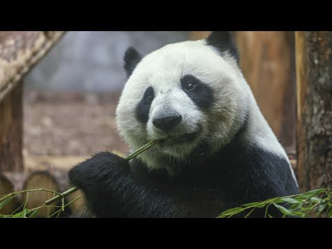 Панда Диндин начала рисовать картины