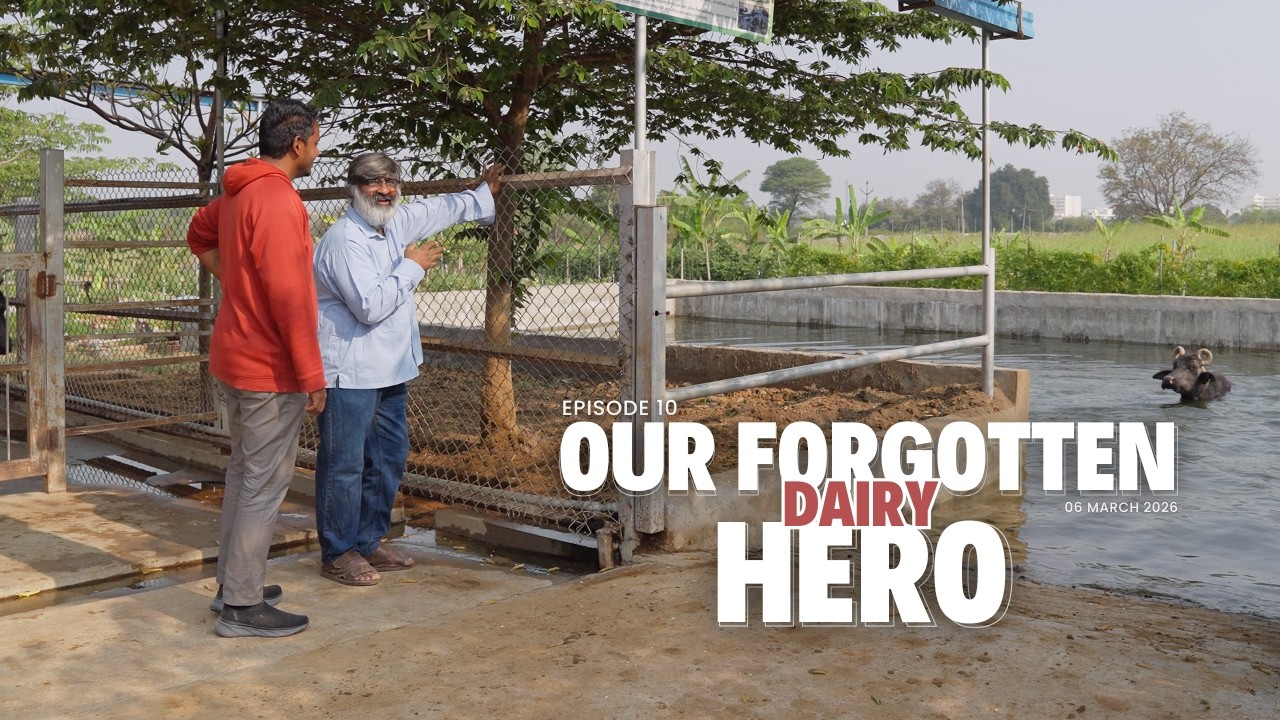 Why India Needs To Invest In Understanding Buffaloes