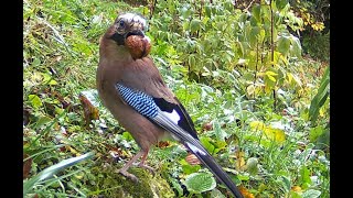 Eurasian Jay's Walnut Adventure | Trail camera | Birds life | by Nature At My Doorstep 129 views 6 months ago 3 minutes, 58 seconds