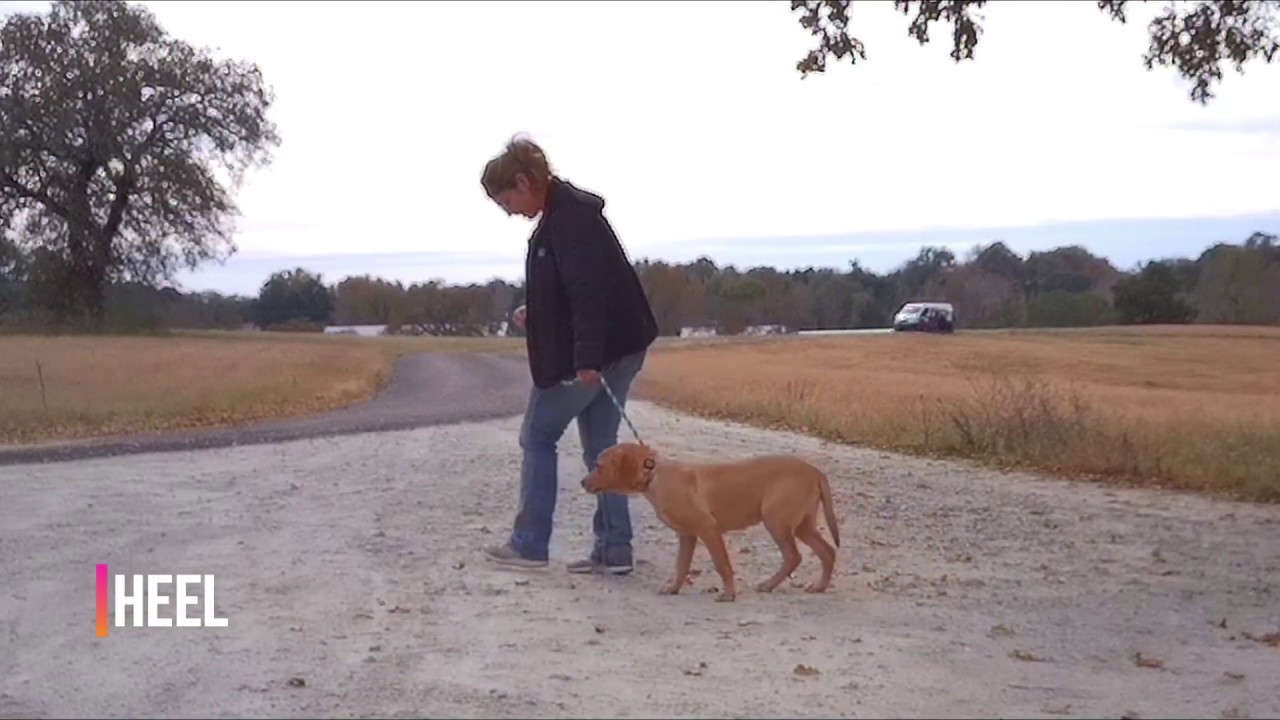 Workingman Gun Dog training YouTube