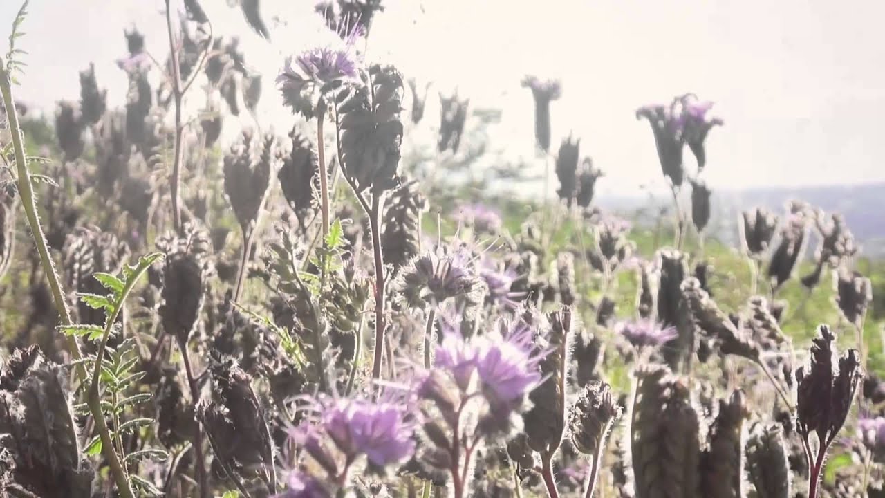 [ Au pays des pierres roses ]