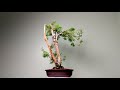 360° Display: Bottle Brush Bonsai