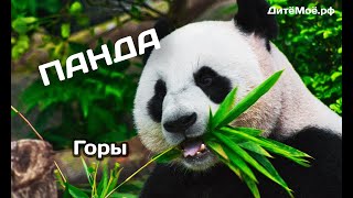 Большая панда. Энциклопедия для детей про животных. Горы